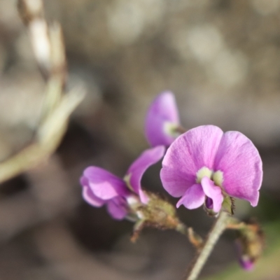 Glycine clandestina (Twining Glycine) at Gundaroo, NSW - 4 Oct 2021 by Gunyijan