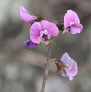 Glycine clandestina at Gundaroo, NSW - 4 Oct 2021 04:58 PM