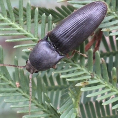 Monocrepidus sp. (genus) (Click beetle) at Paddys River, ACT - 3 Oct 2021 by Ned_Johnston