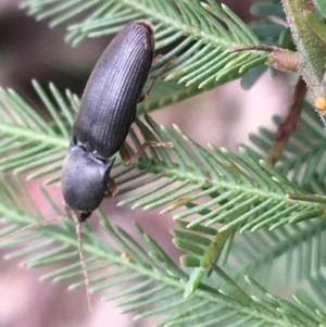 Monocrepidus sp. (genus) at Paddys River, ACT - 3 Oct 2021