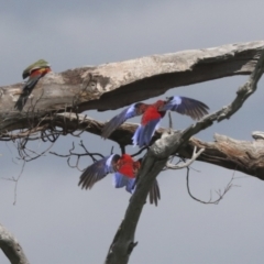 Platycercus elegans (Crimson Rosella) at The Pinnacle - 2 Oct 2021 by AlisonMilton