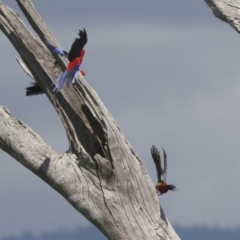 Platycercus elegans at Hawker, ACT - 3 Oct 2021 10:36 AM