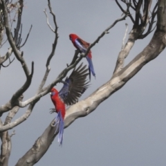 Platycercus elegans at Hawker, ACT - 3 Oct 2021 10:36 AM