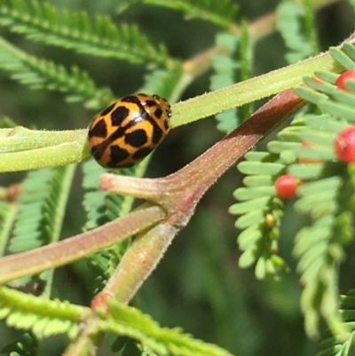 Peltoschema oceanica (Oceanica leaf beetle) at Tidbinbilla Nature Reserve - 3 Oct 2021 by Ned_Johnston