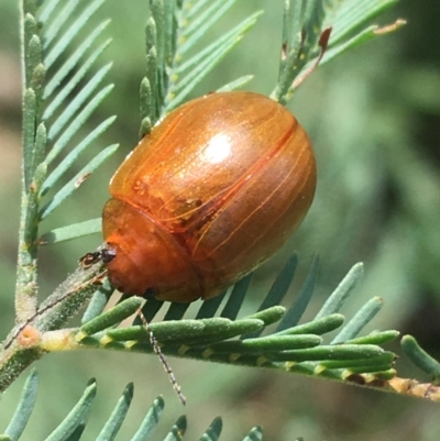 Paropsis augusta (A eucalypt leaf beetle) at Tidbinbilla Nature Reserve - 3 Oct 2021 by Ned_Johnston