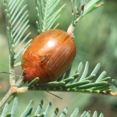 Paropsisterna aequalis at Paddys River, ACT - 3 Oct 2021