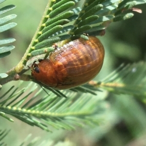 Paropsisterna aequalis at Paddys River, ACT - 3 Oct 2021