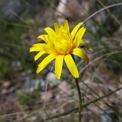 Microseris walteri (Yam Daisy, Murnong) at Conder, ACT - 4 Oct 2021 by VeraKurz