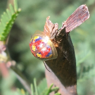 Paropsisterna nobilitata (Leaf beetle, Button beetle) at Tidbinbilla Nature Reserve - 3 Oct 2021 by Ned_Johnston