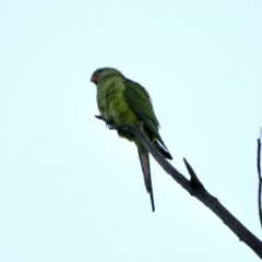 Polytelis swainsonii (Superb Parrot) at Deakin, ACT - 2 Oct 2021 by LisaH