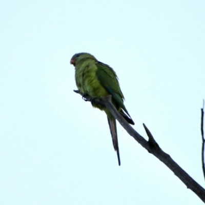 Polytelis swainsonii (Superb Parrot) at Hughes Grassy Woodland - 2 Oct 2021 by LisaH