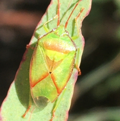 Stauralia sp. (genus) (False stink bug) at Tidbinbilla Nature Reserve - 3 Oct 2021 by Ned_Johnston