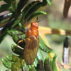 Lauxaniidae (family) (Unidentified lauxaniid fly) at Paddys River, ACT - 3 Oct 2021 by NedJohnston