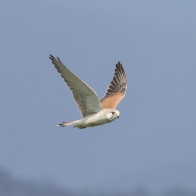 Falco cenchroides (Nankeen Kestrel) at Hawker, ACT - 3 Oct 2021 by AlisonMilton