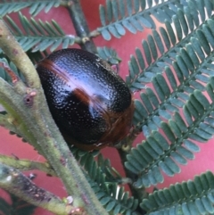 Dicranosterna immaculata (Acacia leaf beetle) at Tidbinbilla Nature Reserve - 3 Oct 2021 by Ned_Johnston