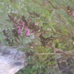 Indigofera adesmiifolia (Tick Indigo) at Watson, ACT - 4 Oct 2021 by MAX