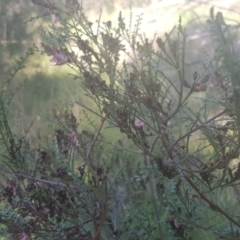 Indigofera adesmiifolia at Watson, ACT - 4 Oct 2021 06:15 PM