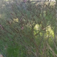 Indigofera adesmiifolia at Watson, ACT - 4 Oct 2021 06:15 PM