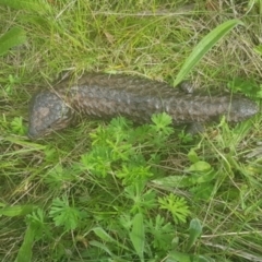 Tiliqua rugosa (Shingleback Lizard) at Majura, ACT - 4 Oct 2021 by MAX