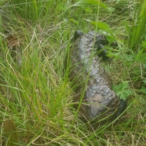 Tiliqua rugosa at Majura, ACT - 4 Oct 2021