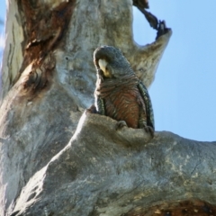 Callocephalon fimbriatum (Gang-gang Cockatoo) at Hughes, ACT - 4 Oct 2021 by LisaH