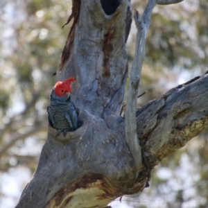 Callocephalon fimbriatum at Hughes, ACT - 4 Oct 2021