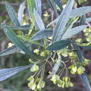 Dodonaea viscosa subsp. spatulata at Bruce, ACT - 4 Oct 2021 05:37 PM