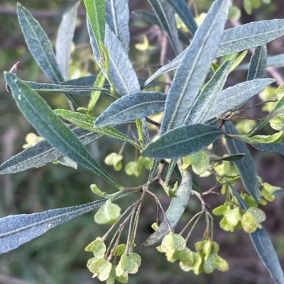 Dodonaea viscosa subsp. spatulata (Broad-leaved Hop Bush) at Bruce, ACT - 4 Oct 2021 by JVR