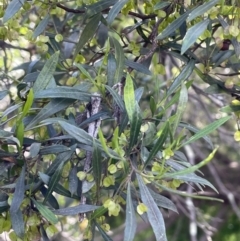 Dodonaea viscosa subsp. spatulata at Bruce, ACT - 4 Oct 2021 05:37 PM