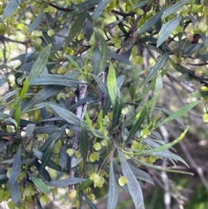 Dodonaea viscosa subsp. spatulata at Bruce, ACT - 4 Oct 2021