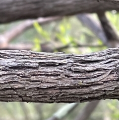 Dodonaea viscosa subsp. spatulata at Bruce, ACT - 4 Oct 2021 05:37 PM