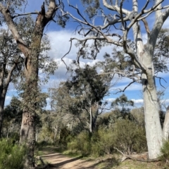 Dodonaea viscosa subsp. spatulata at Bruce, ACT - 4 Oct 2021 05:37 PM