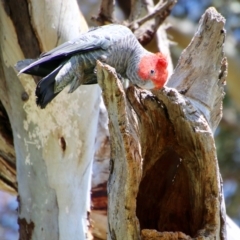 Callocephalon fimbriatum (Gang-gang Cockatoo) at GG101 - 4 Oct 2021 by LisaH