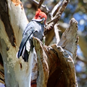 Callocephalon fimbriatum at Hughes, ACT - 4 Oct 2021