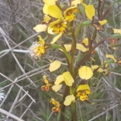 Diuris pardina (Leopard Doubletail) at Mount Majura - 4 Oct 2021 by MAX