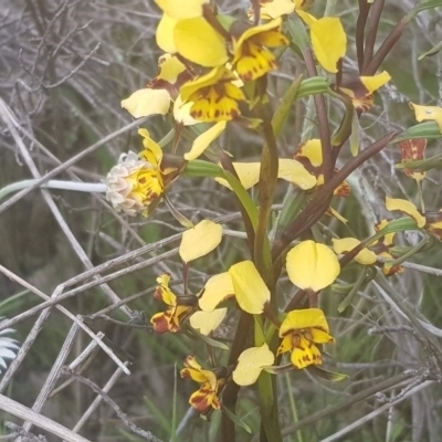 Diuris pardina (Leopard Doubletail) at Majura, ACT - 4 Oct 2021 by MPW