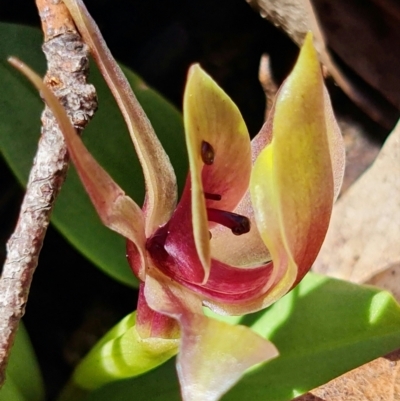 Chiloglottis valida (Large Bird Orchid) at Tennent, ACT - 3 Oct 2021 by RobG1