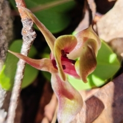 Chiloglottis valida at Tennent, ACT - suppressed