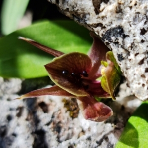 Chiloglottis valida at Tennent, ACT - 4 Oct 2021