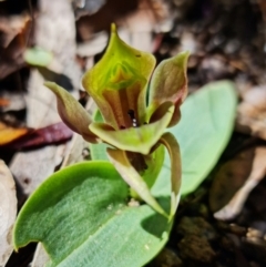 Chiloglottis valida at Tennent, ACT - 4 Oct 2021