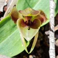 Chiloglottis valida at Tennent, ACT - suppressed