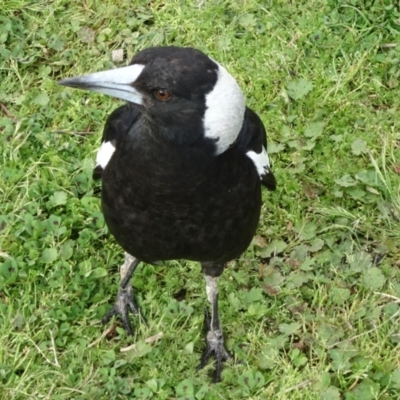 Gymnorhina tibicen (Australian Magpie) at Mount Ainslie to Black Mountain - 4 Oct 2021 by JanetRussell