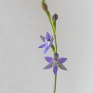 Thelymitra sp. aff. cyanapicata at Gundaroo, NSW - suppressed