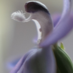 Thelymitra sp. aff. cyanapicata at Gundaroo, NSW - suppressed