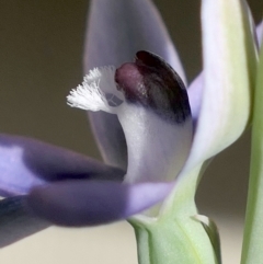 Thelymitra sp. aff. cyanapicata at Gundaroo, NSW - suppressed