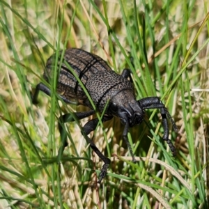 Amycterus abnormis at Tennent, ACT - 4 Oct 2021