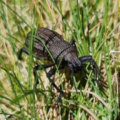 Amycterus abnormis (Ground weevil) at Tennent, ACT - 4 Oct 2021 by RobG1