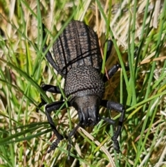 Amycterus abnormis at Tennent, ACT - 4 Oct 2021