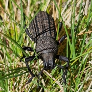 Amycterus abnormis at Tennent, ACT - 4 Oct 2021 01:13 PM