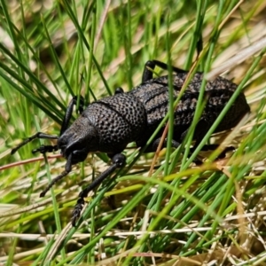 Amycterus abnormis at Tennent, ACT - 4 Oct 2021 01:13 PM